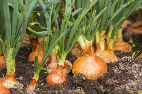 Http kraken onion